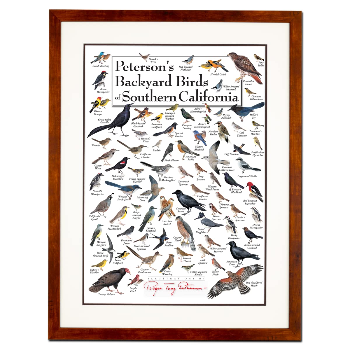 Earth Sky + Water - Petersons Backyard Birds of Southern California - Double-matted Posters with Honey Frame