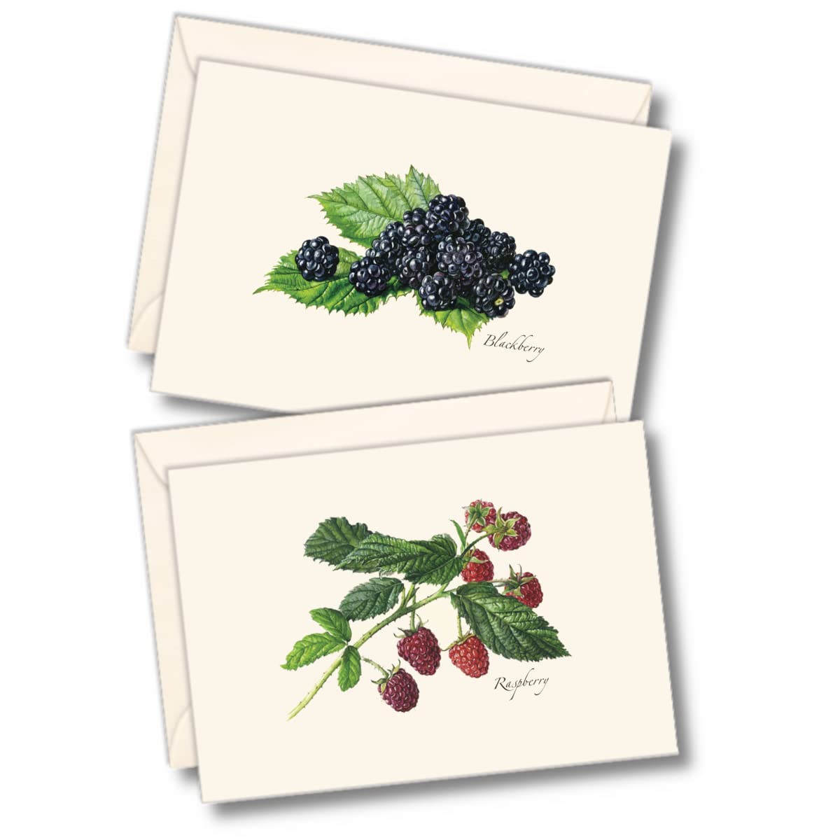 Earth Sky + Water - Berry Assortment II Notecard Set - 8 Blank Cards with Envelopes (4 each of 2 styles)