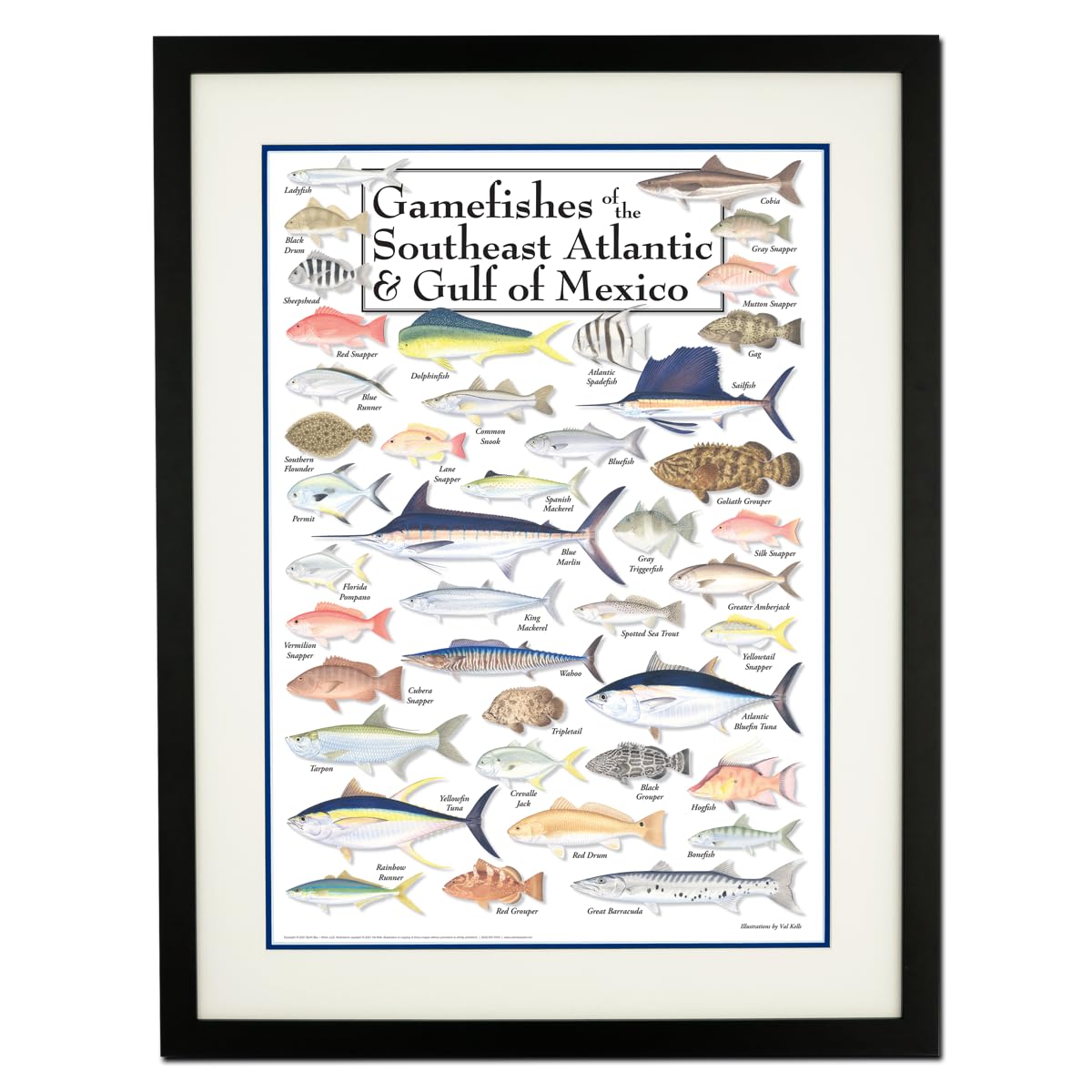 Earth Sky + Water - Game Fishes of Southeast Atlantic & Gulf of Mexico - Double-matted Posters with Black Frame