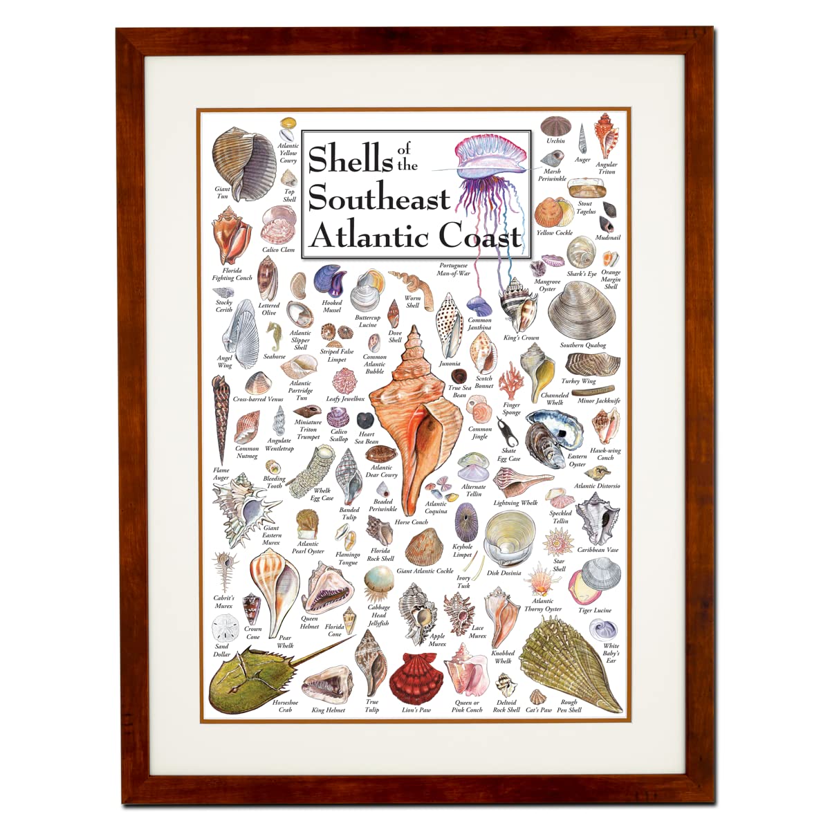 Earth Sky + Water - Shells of the South Atlantic Coast - Double-matted Posters with Honey Frame