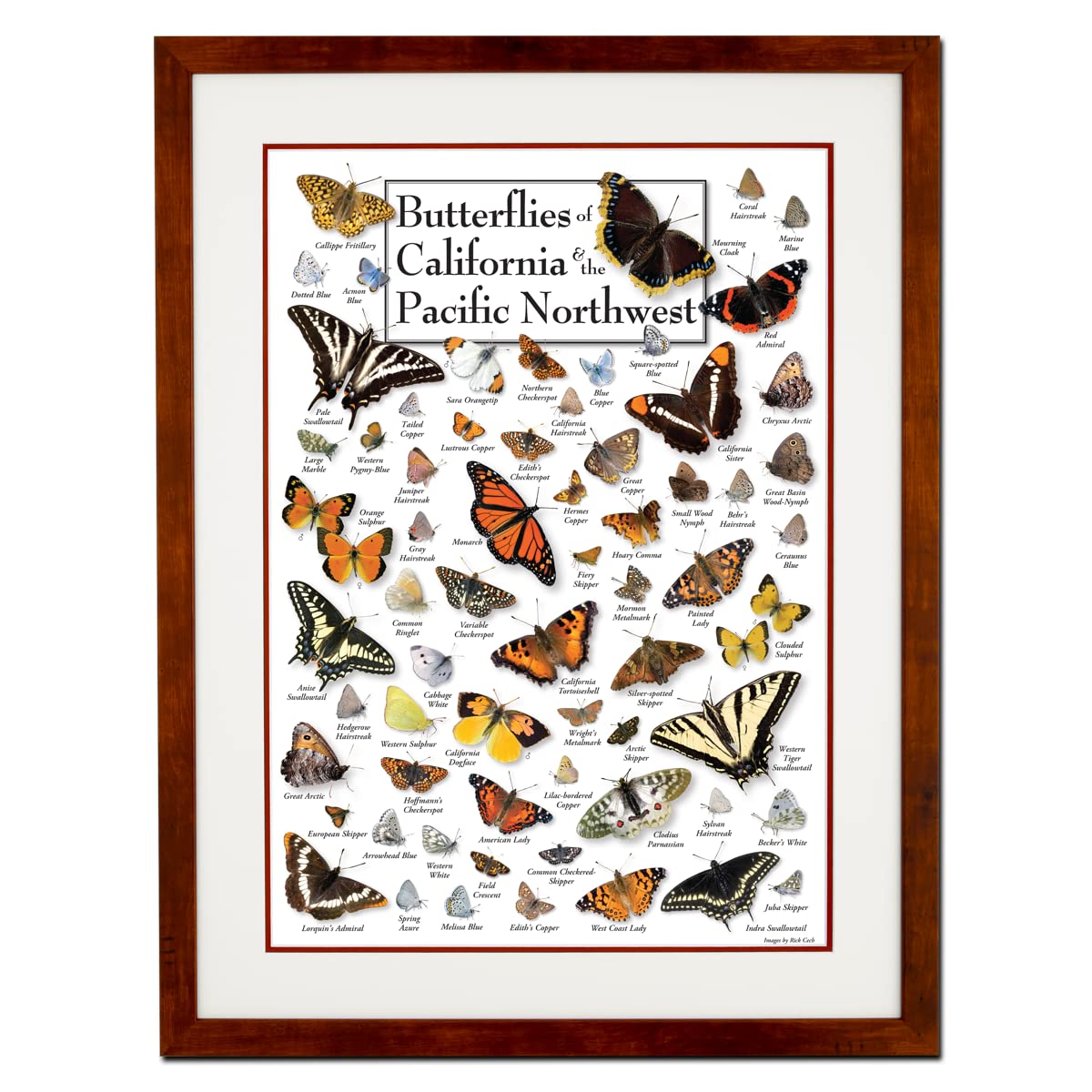 Earth Sky + Water - Butterflies of California & Pacific Northwest - Double-matted Posters with Honey Frame