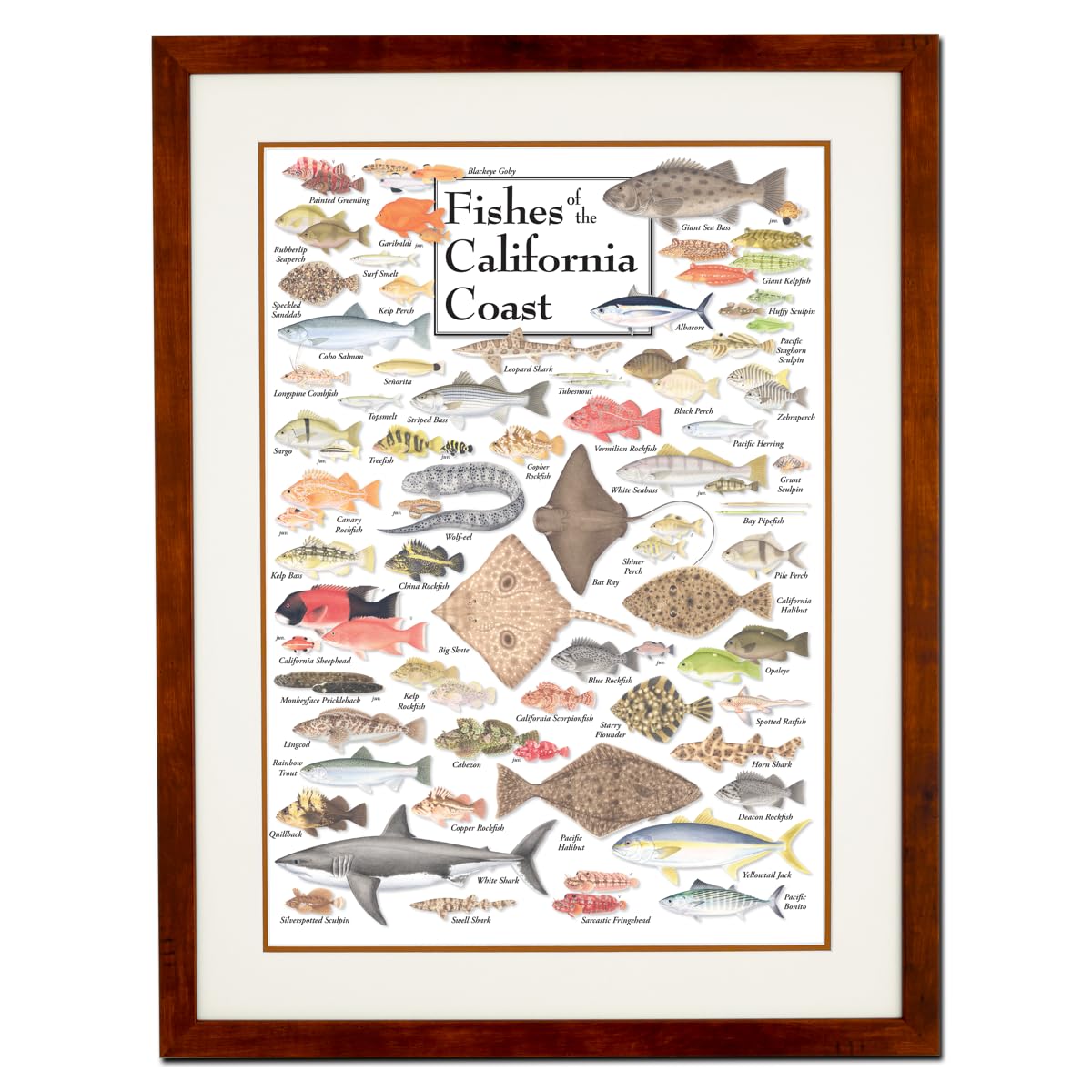 Earth Sky + Water - Fishes of the California Coast - Double-matted Posters with Honey Frame