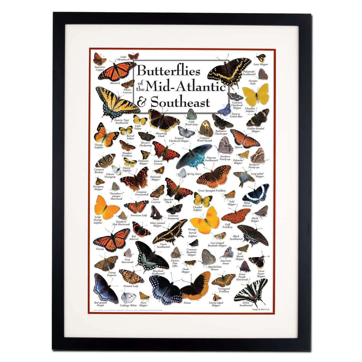 Earth Sky + Water - Butterflies of the Mid-Atlantic & Southeast - Double-matted Posters with Black Frame