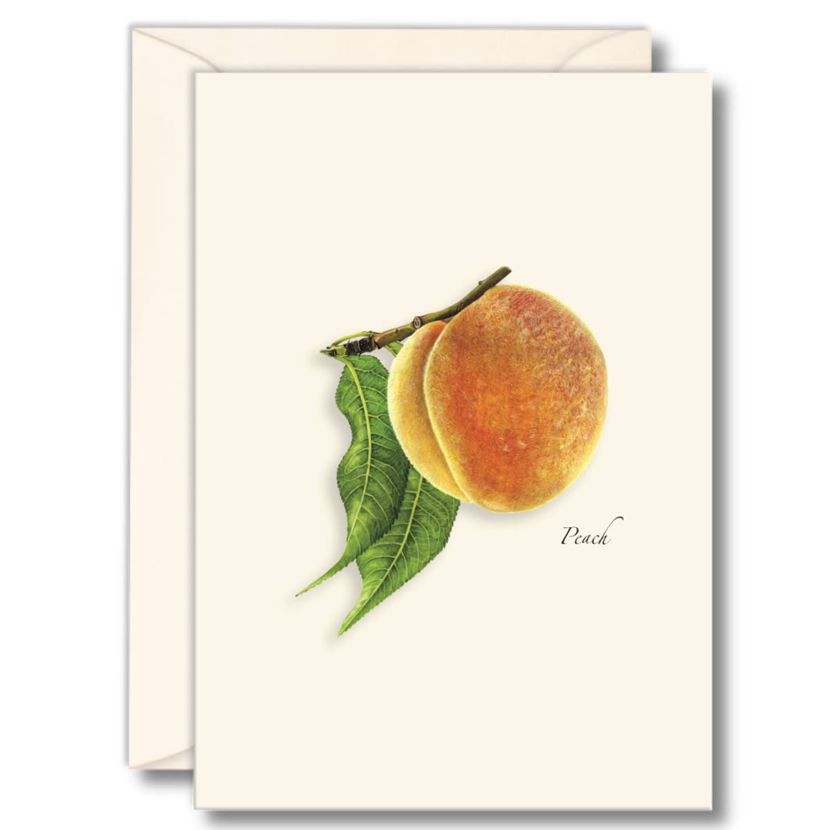 Earth Sky + Water - Peach Notecard Set - 8 Blank Cards with Envelopes