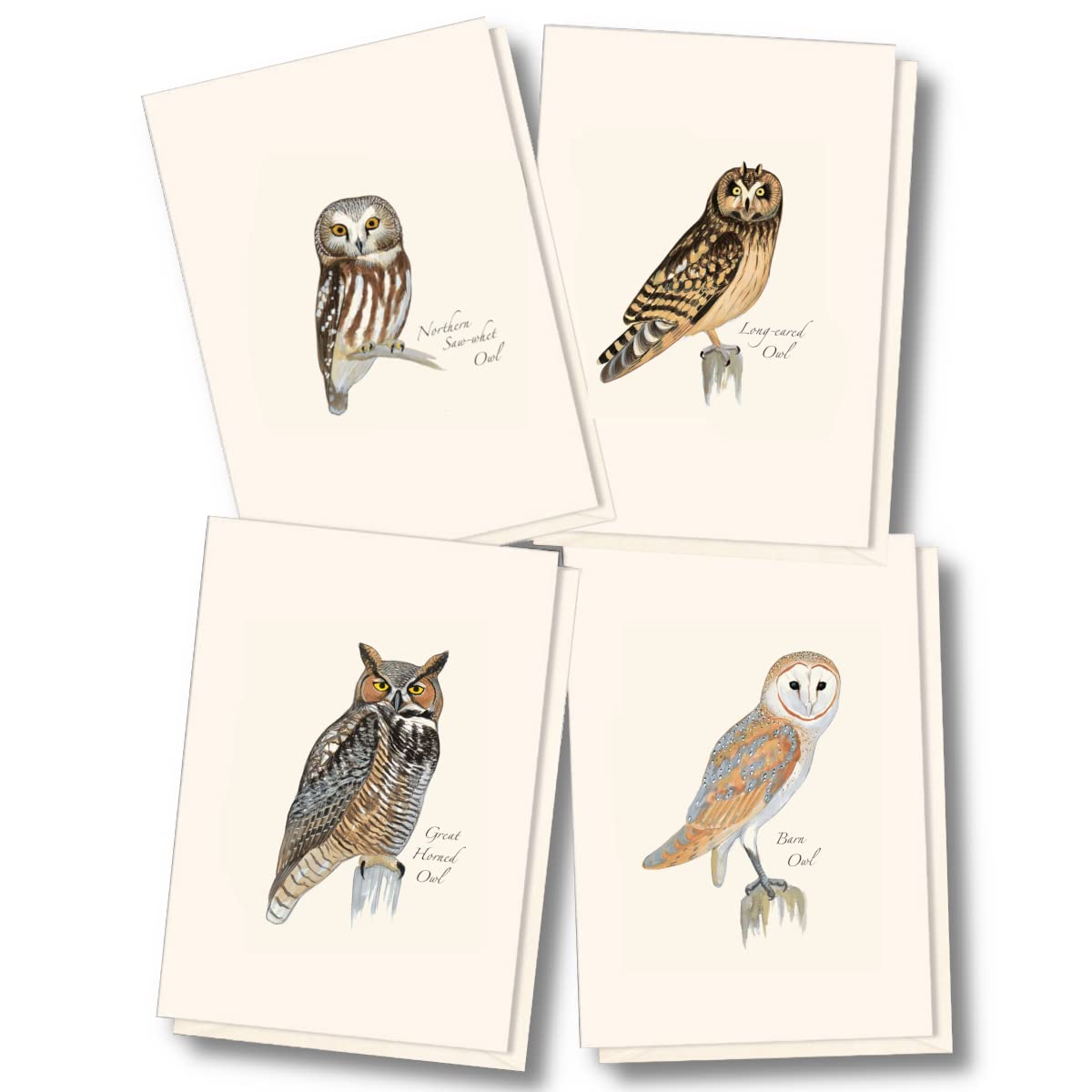 Earth Sky + Water - Sibley Owl Assortment Notecard Set - 8 Blank Cards with Envelopes (2 Each of 4 Styles)