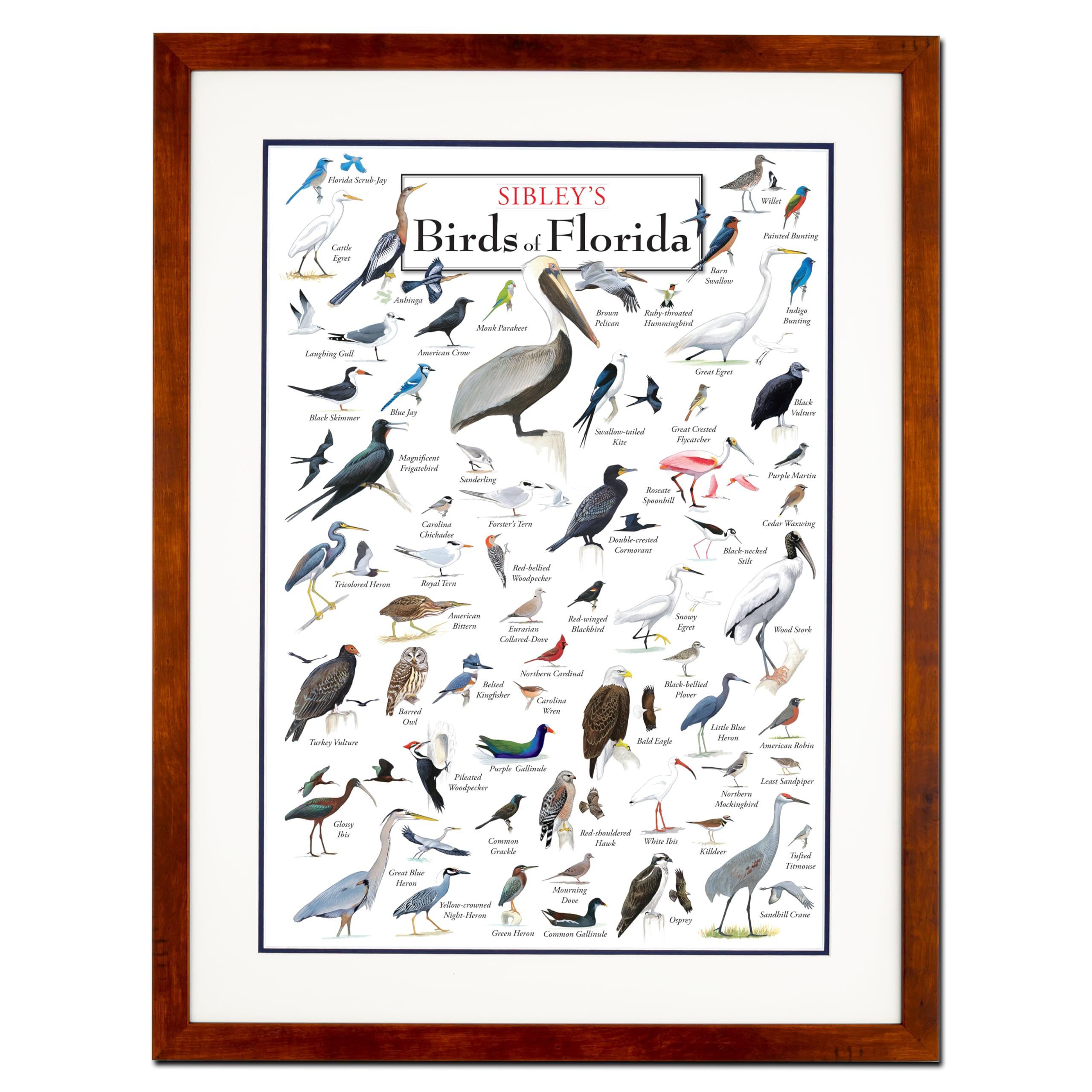 Earth Sky + Water - Sibleys Birds of Florida - Double-matted Posters with Honey Frame