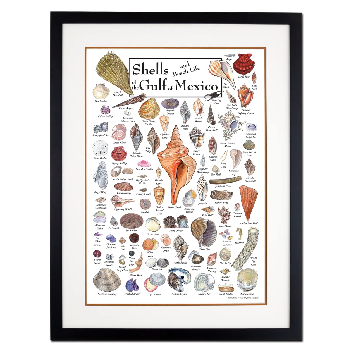 Earth Sky + Water - Shells & Beach Life of the Gulf of Mexico - Double-matted Posters with Black Frame