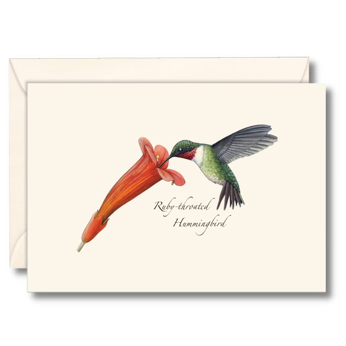 Earth Sky + Water - Ruby-throated Hummingbird & Flower Notecard Set - 8 Blank Cards with Envelopes