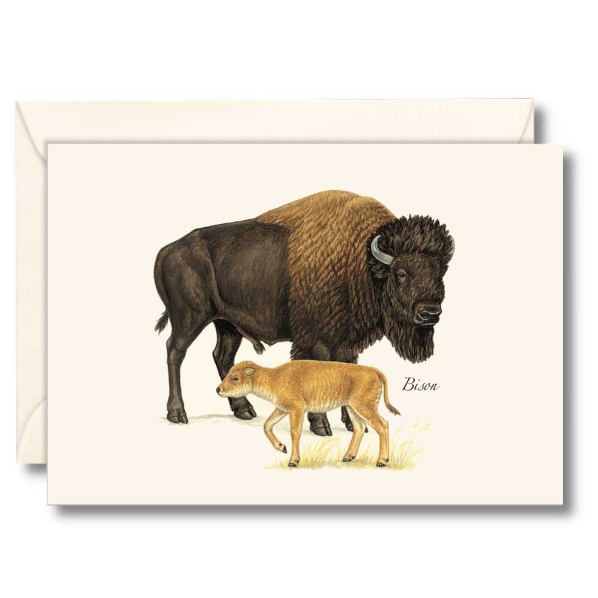 Earth Sky + Water - Bison Notecard Set - 8 Blank Cards with Envelopes