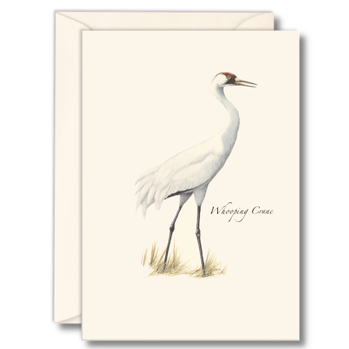 Earth Sky + Water - Whooping Crane Notecard Set - 8 Blank Cards with Envelopes