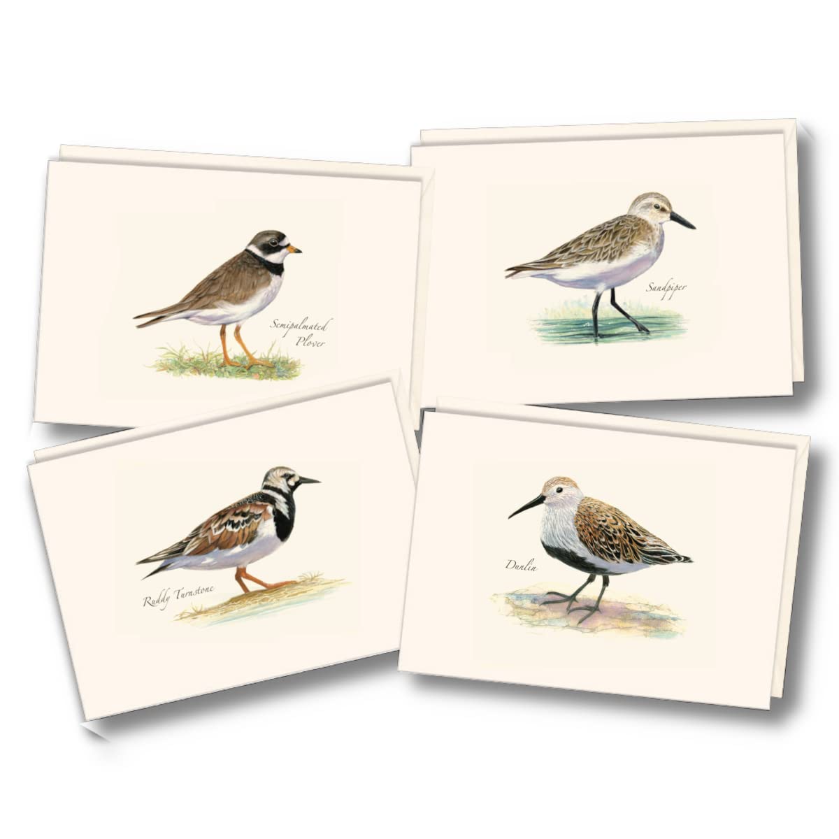 Earth Sky + Water - Shorebird Assortment II Notecard Set - 8 Blank Cards with Envelopes (2 each of 4 styles)