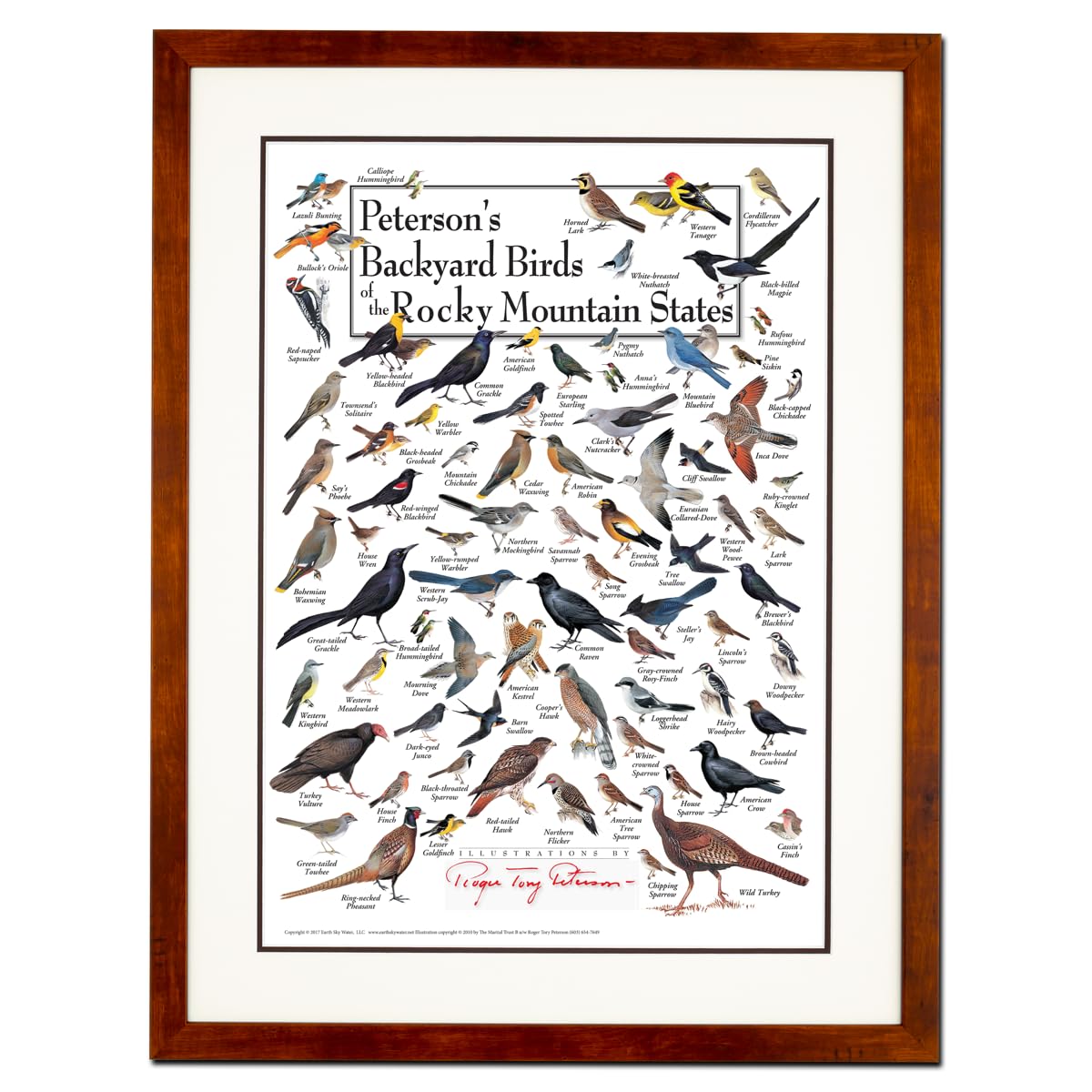 Earth Sky + Water - Petersons Backyard Birds of the Rocky Mountain States - Double-matted Posters with Honey Frame