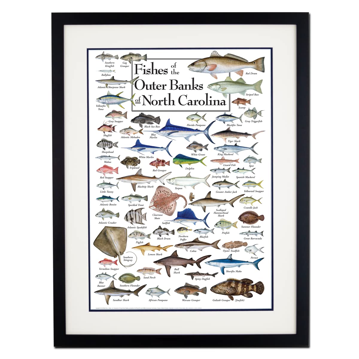 Earth Sky + Water - Fishes of the Outer Banks - Double-matted Posters with Black Frame