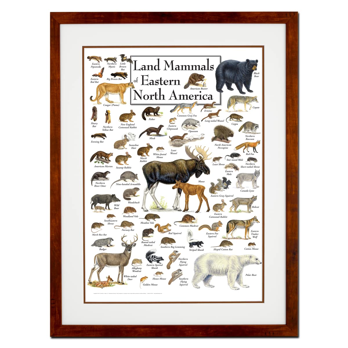 Earth Sky + Water - Land Mammals of Eastern North America - Double-matted Posters with Honey Frame