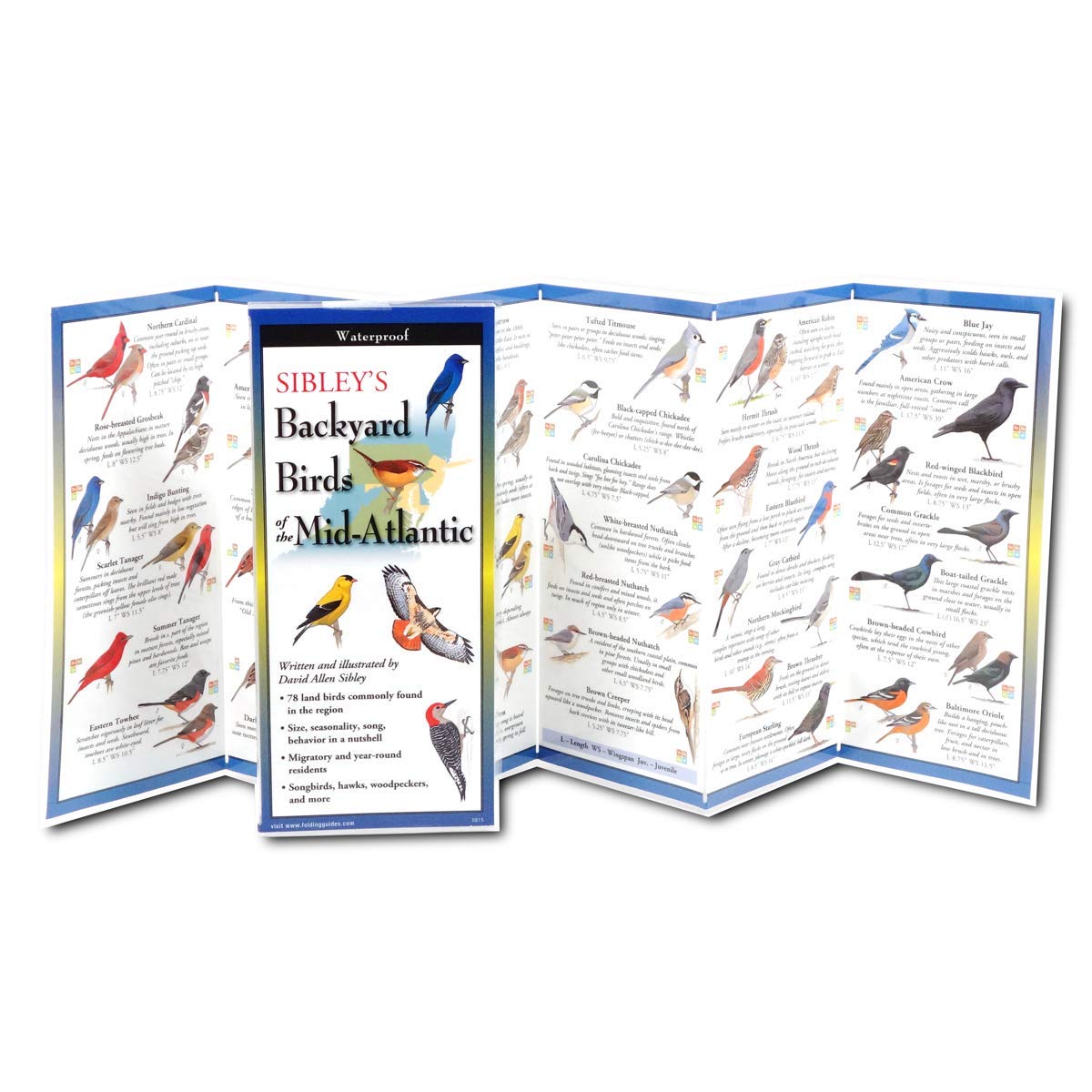 Earth Sky + Water FoldingGuide - Sibleys Backyard Birds of The Mid-Atlantic - 10 Panel Foldable Laminated Nature Identification Guide