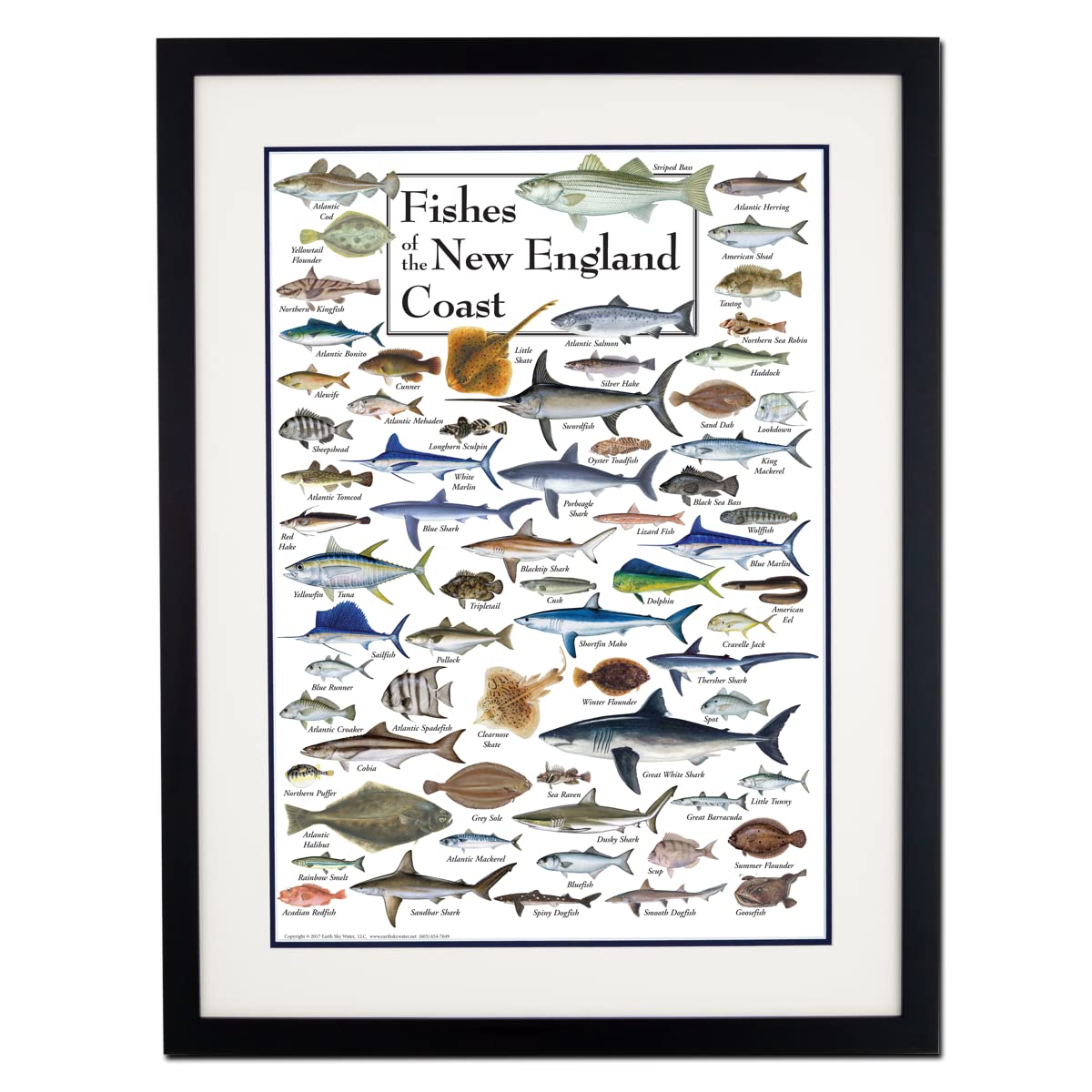Earth Sky + Water - Fishes of the New England Coast - Double-matted Posters with Black Frame