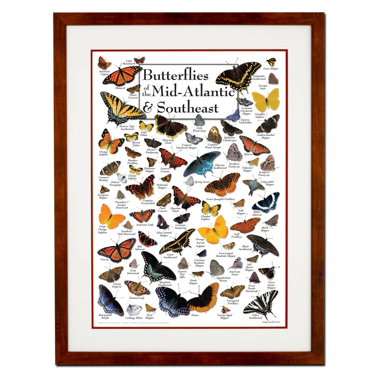 Earth Sky + Water - Butterflies of the Mid-Atlantic & Southeast - Double-matted Posters with Honey Frame