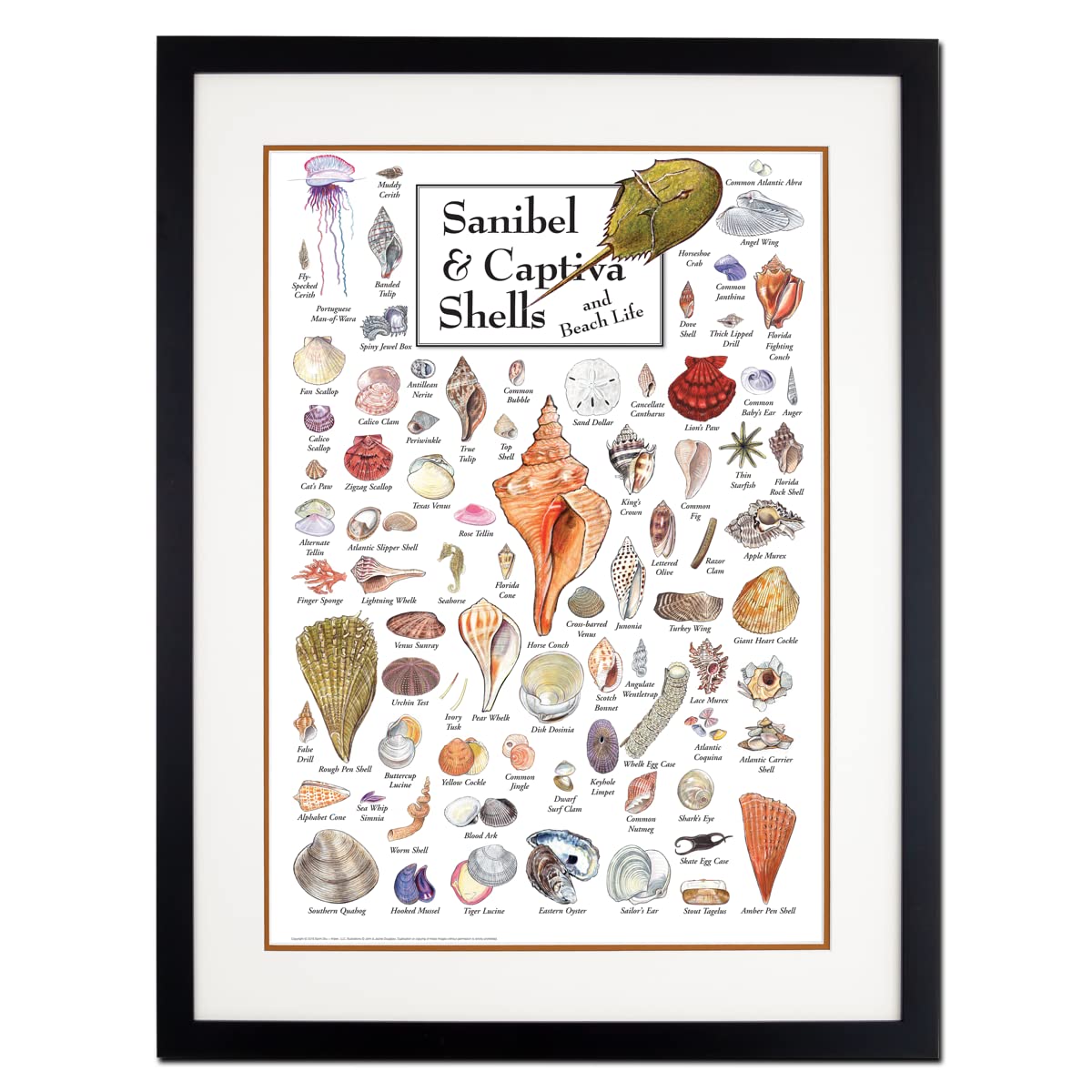 Earth Sky + Water - Sanibel & Captiva Shells & Beach Life - Double-matted Posters with Black Frame