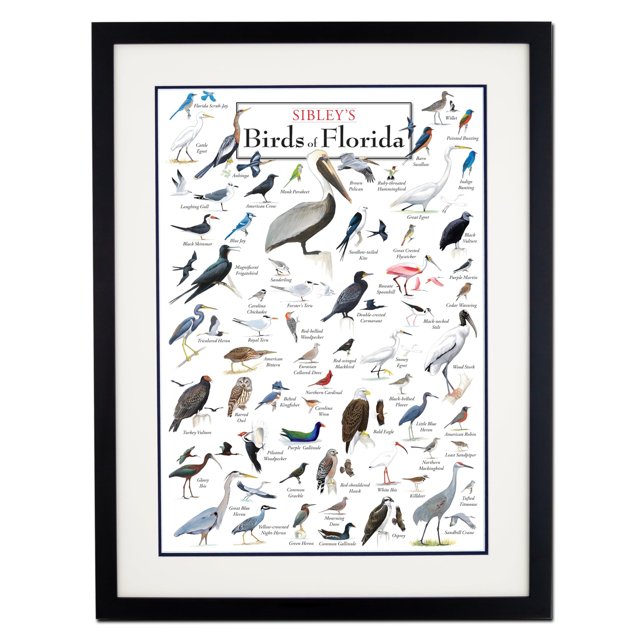 Earth Sky + Water - Sibleys Birds of Florida - Double-matted Posters with Black Frame