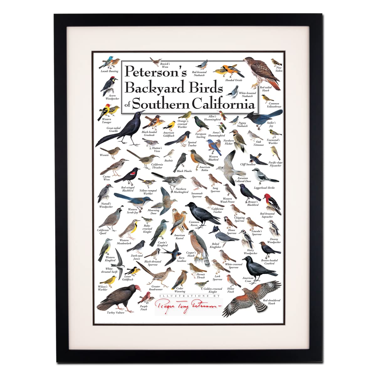 Earth Sky + Water - Petersons Backyard Birds of Southern California - Double-matted Posters with Black Frame