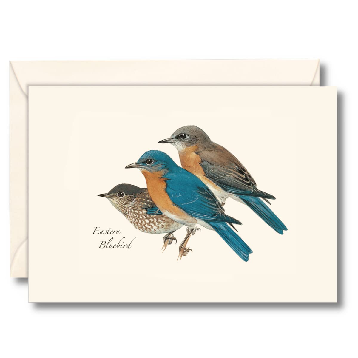 Earth Sky + Water - Eastern Bluebird Assortment Notecard Set - 8 Blank Cards with Envelopes