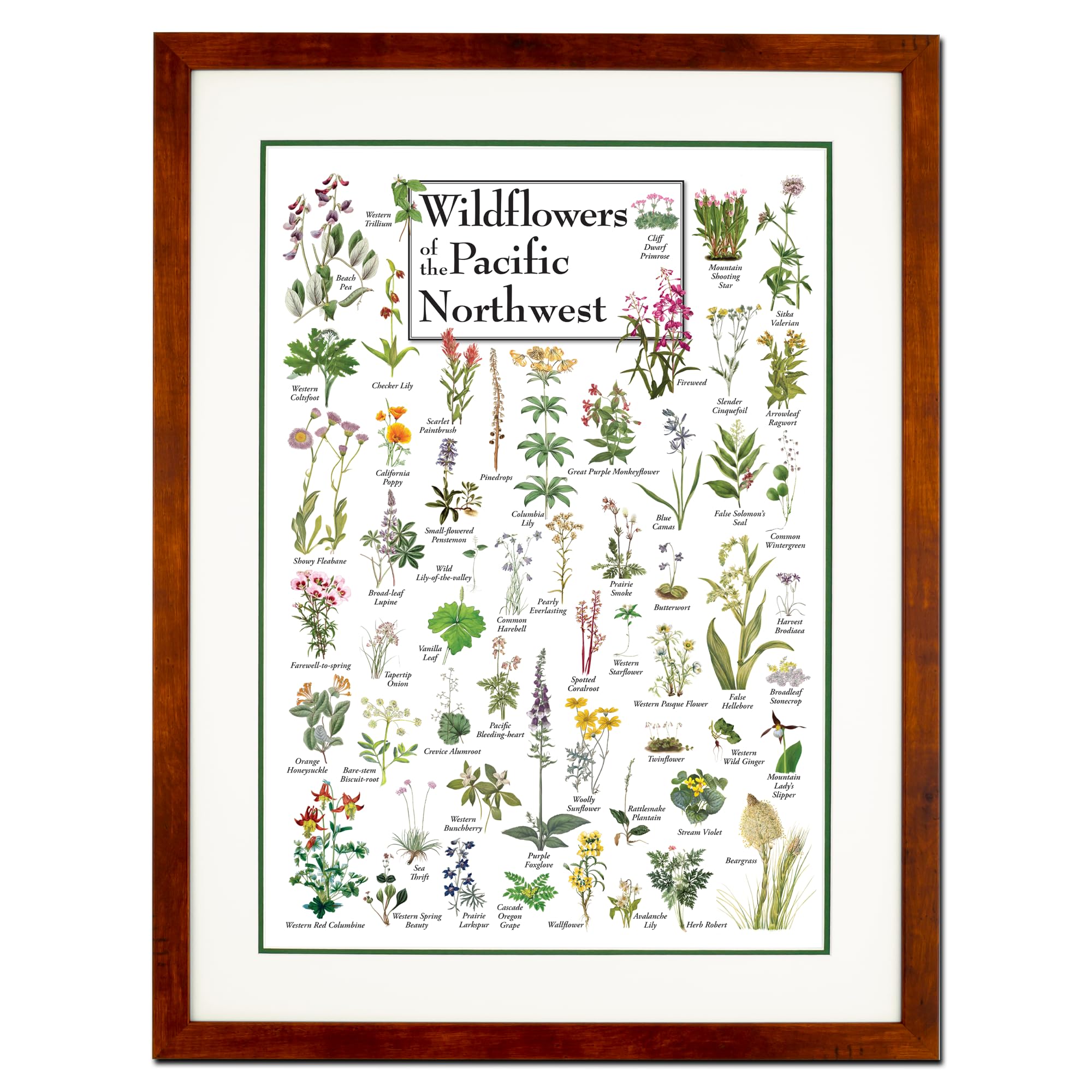 Earth Sky + Water - Wildflowers of the Pacific Northwest - Double-matted Posters with Honey Frame