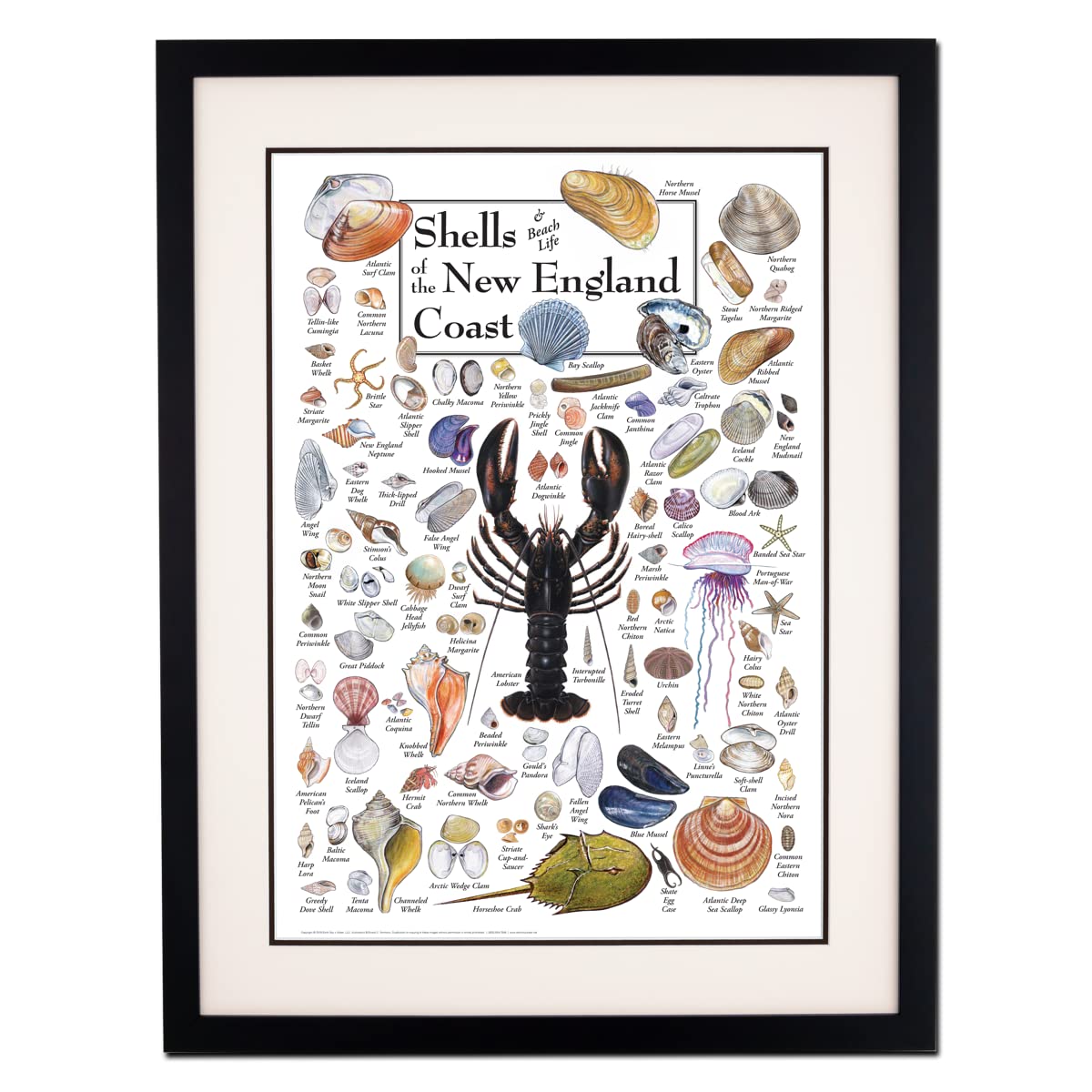 Earth Sky + Water - Shells of the New England Coast - Double-matted Posters with Black Frame
