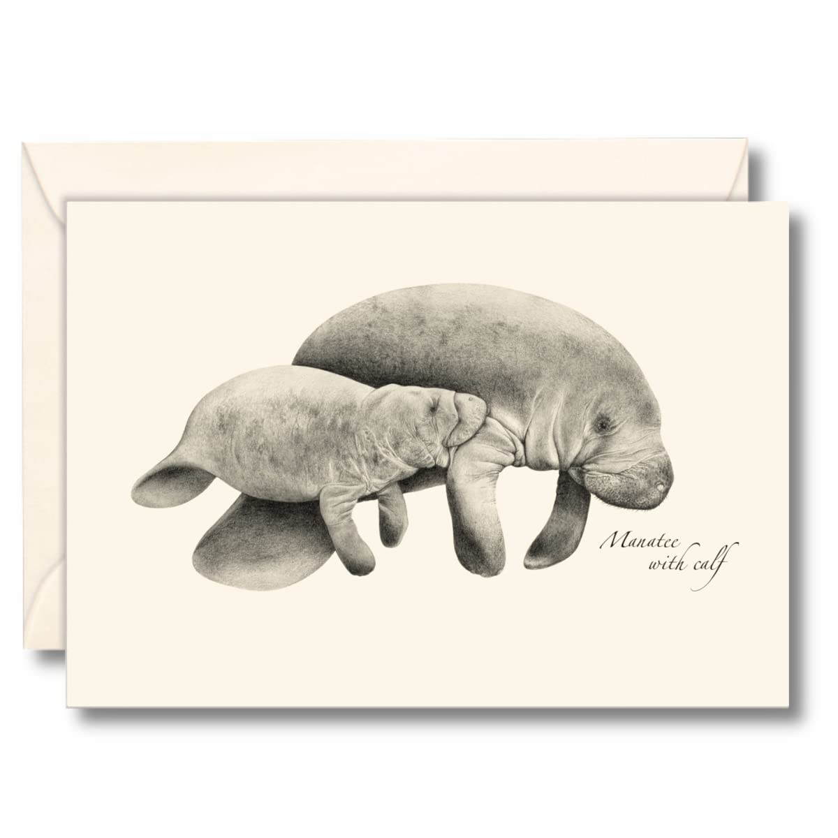 Earth Sky + Water - Manatee Notecard Set - 8 Blank Cards with Envelopes