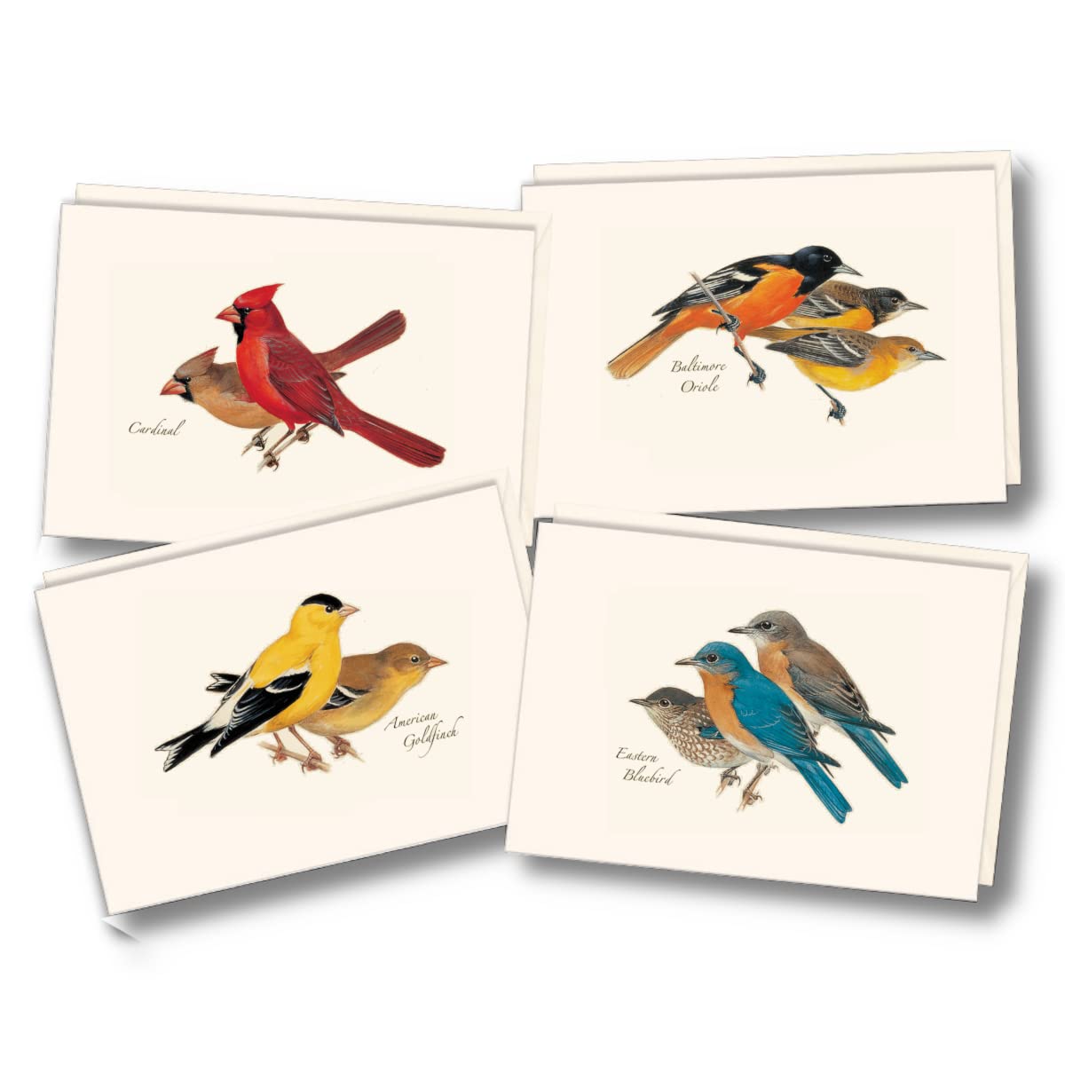 Earth Sky + Water - Petersons Bird Assortment I Notecard Se t- 8 Blank Cards with Envelopes (2 each of 4 styles)