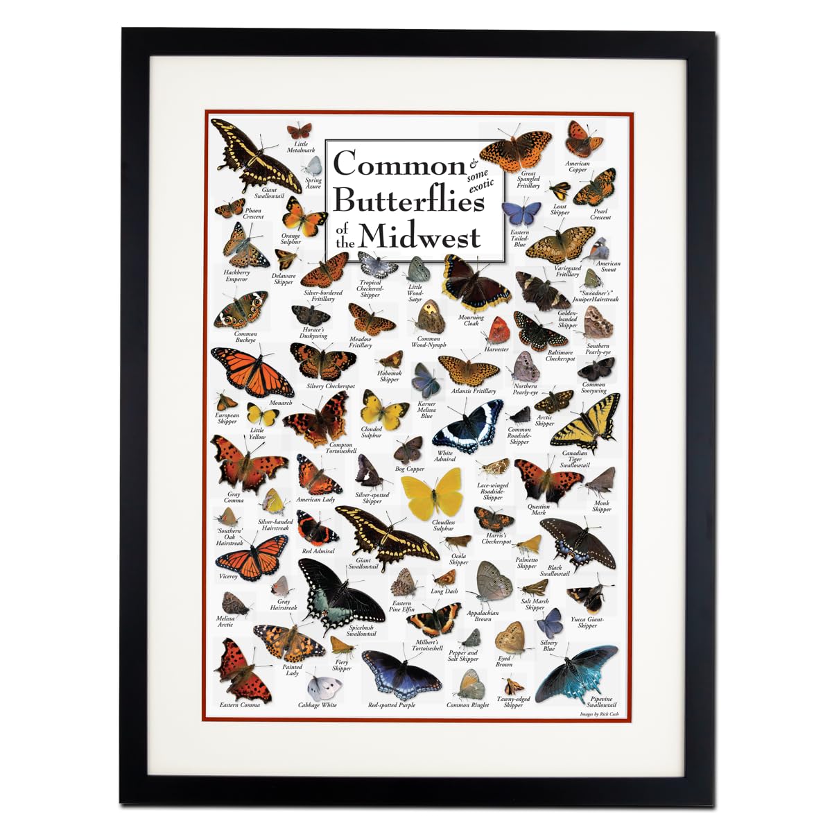 Earth Sky + Water - Common Butterflies of the Midwest - Double-matted Posters with Black Frame