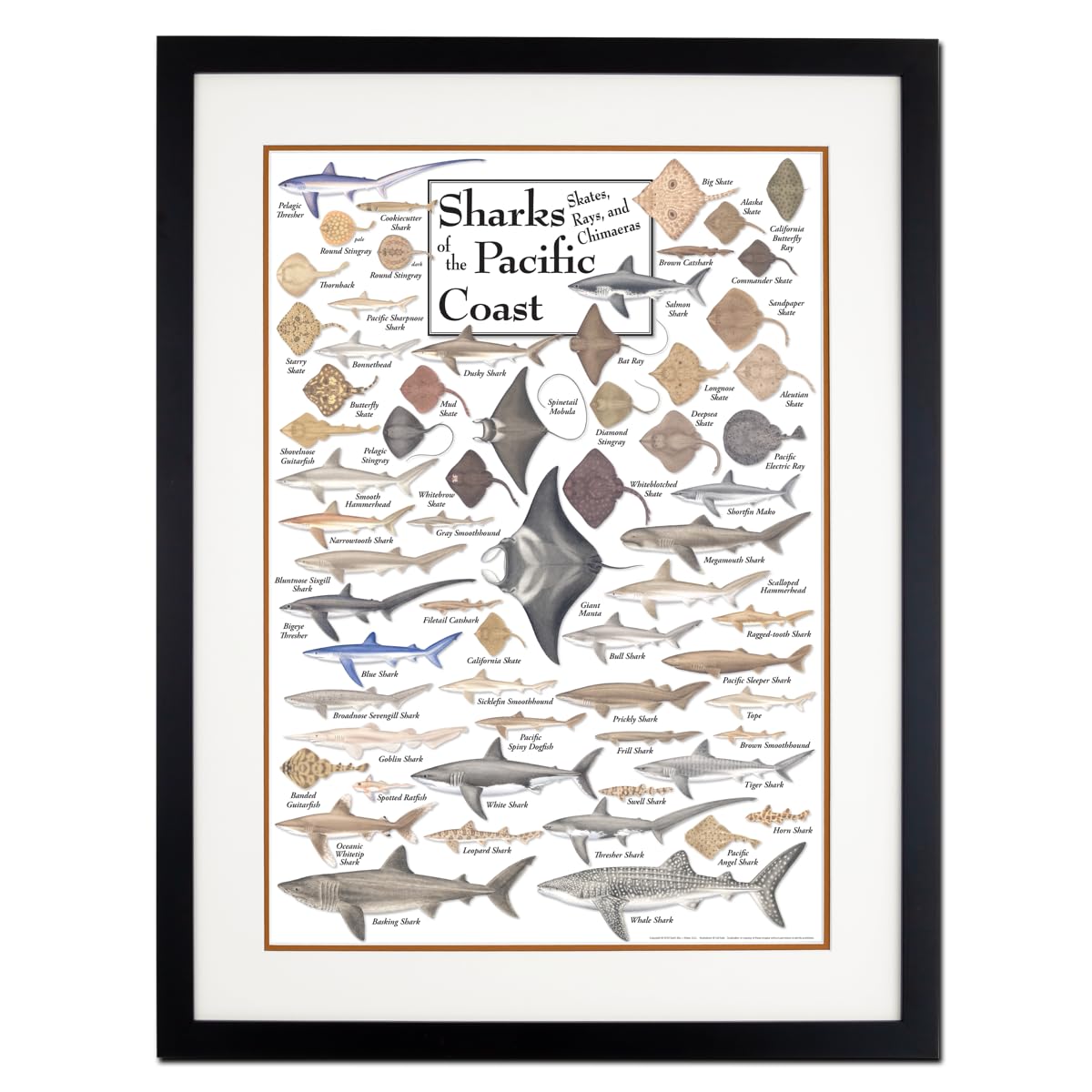 Earth Sky + Water - Sharks, Skates, Rays & Chimaeras of the Pacific Coast - Double-matted Posters with Black Frame
