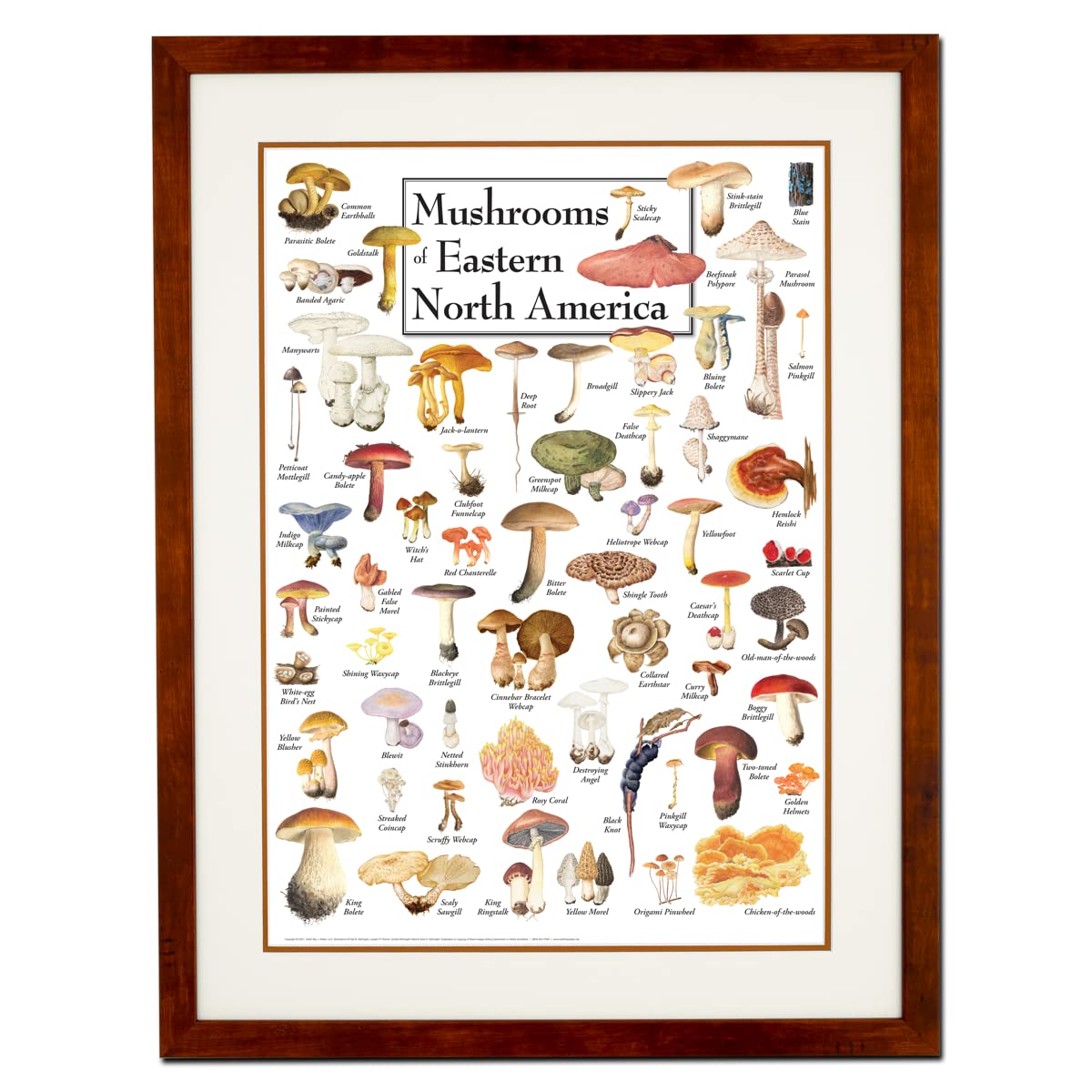 Earth Sky + Water - Mushrooms of Eastern North America - Double-matted Posters with Honey Frame