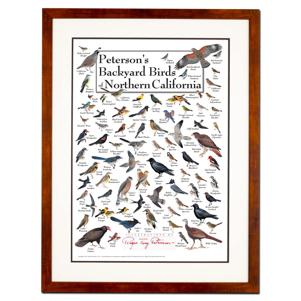 Earth Sky + Water - Peterson's Backyard Birds of Northern California - Double-matted Posters with Honey Frame
