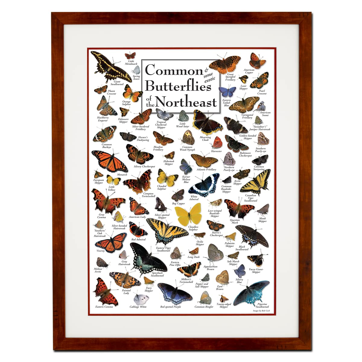 Earth Sky + Water - Common Butterflies of the Northeast - Double-matted Posters with Honey Frame