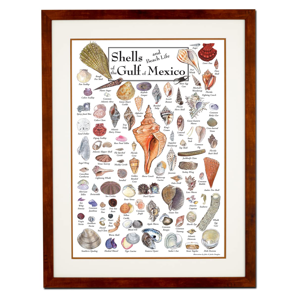 Earth Sky + Water - Shells & Beach Life of the Gulf of Mexico - Double-matted Posters with Honey Frame