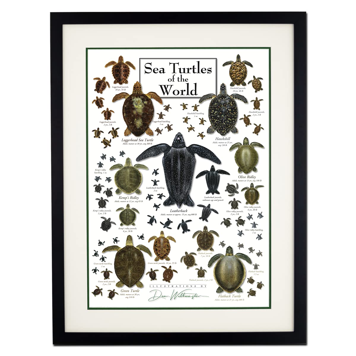 Earth Sky + Water - Sea Turtles of the World - Double-matted Posters with Black Frame
