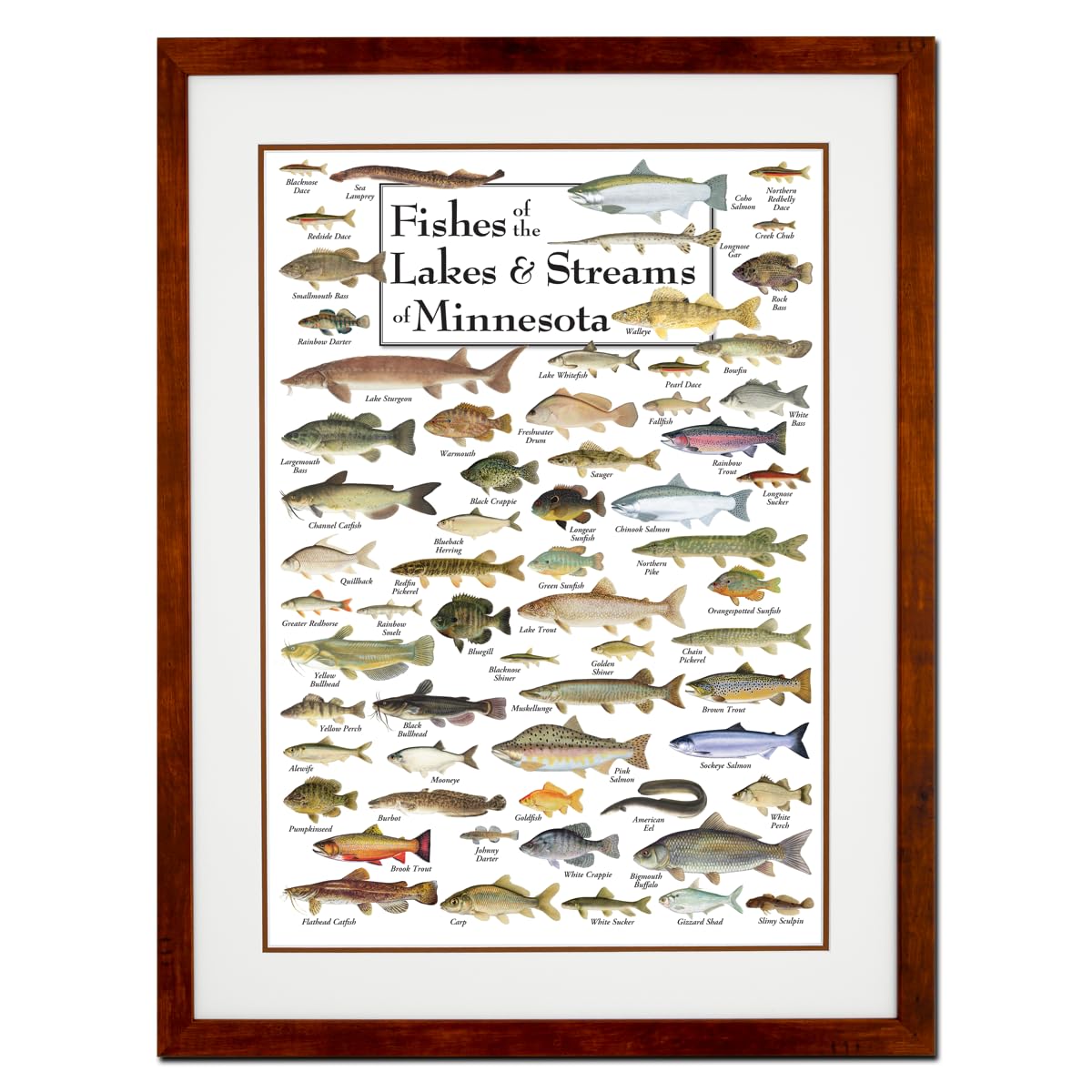 Earth Sky + Water - Fishes of the Lakes & Streams of Minnesota - Double-matted Posters with Honey Frame