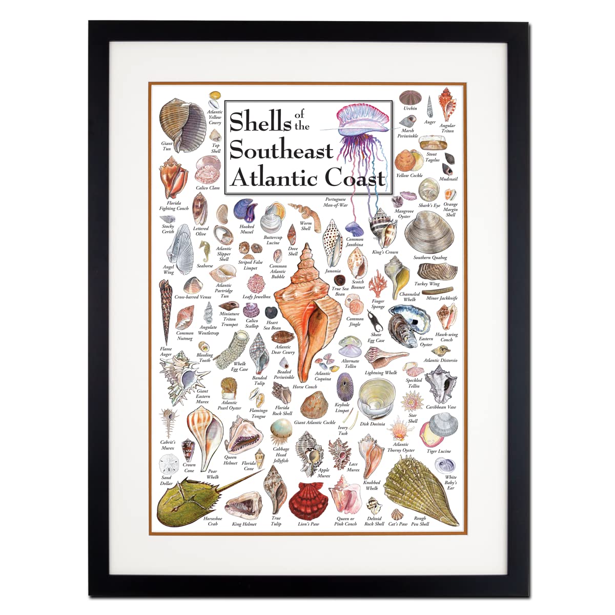 Earth Sky + Water - Shells of the South Atlantic Coast - Double-matted Posters with Black Frame