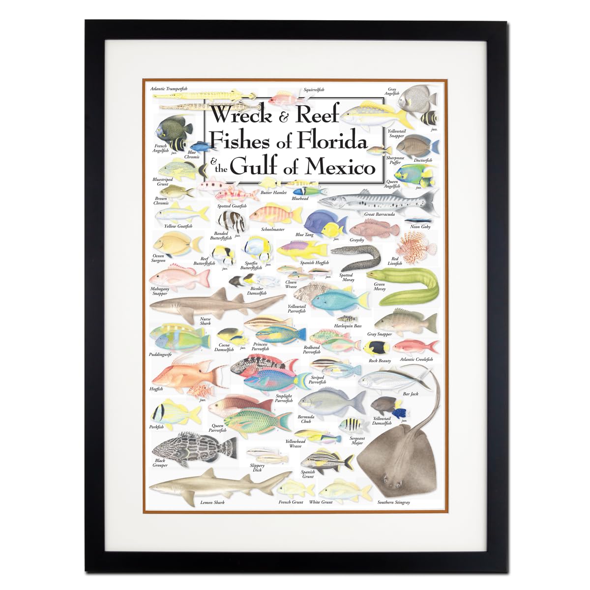 Earth Sky + Water - Wreck & Reef Fishes of Florida & the Gulf of Mexico - Double-matted Posters with Black Frame
