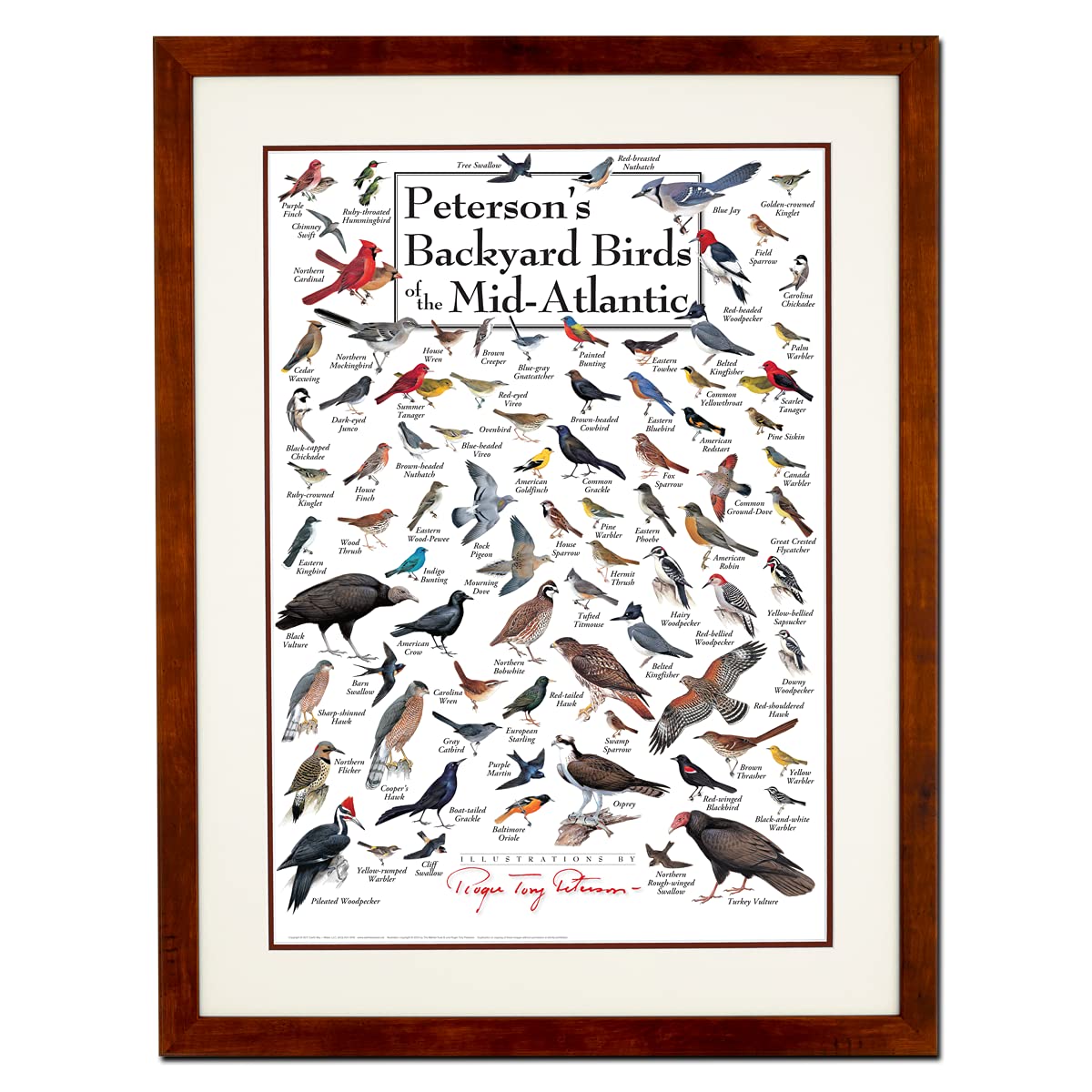 Earth Sky + Water - Petersons Backyard Birds of the Mid-Atlantic - Double-matted Posters with Honey Frame