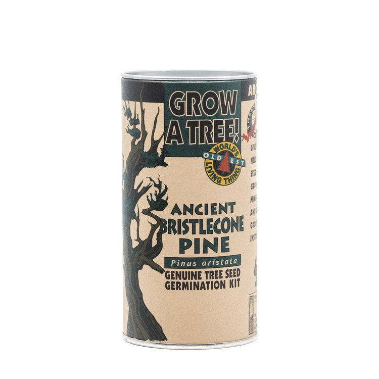Ancient Bristlecone Pine - Seed Grow Kit by Jonsteen Company