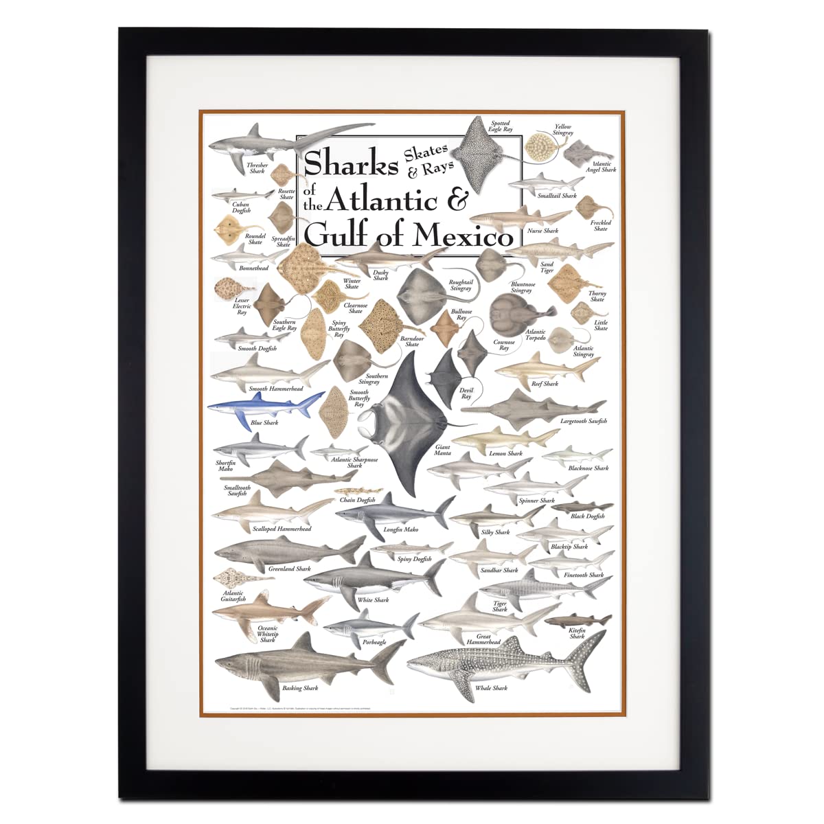 Earth Sky + Water - Sharks, Skates, and Rays of the Atlantic and Gulf of Mexico - Double-matted Posters with Black Frame