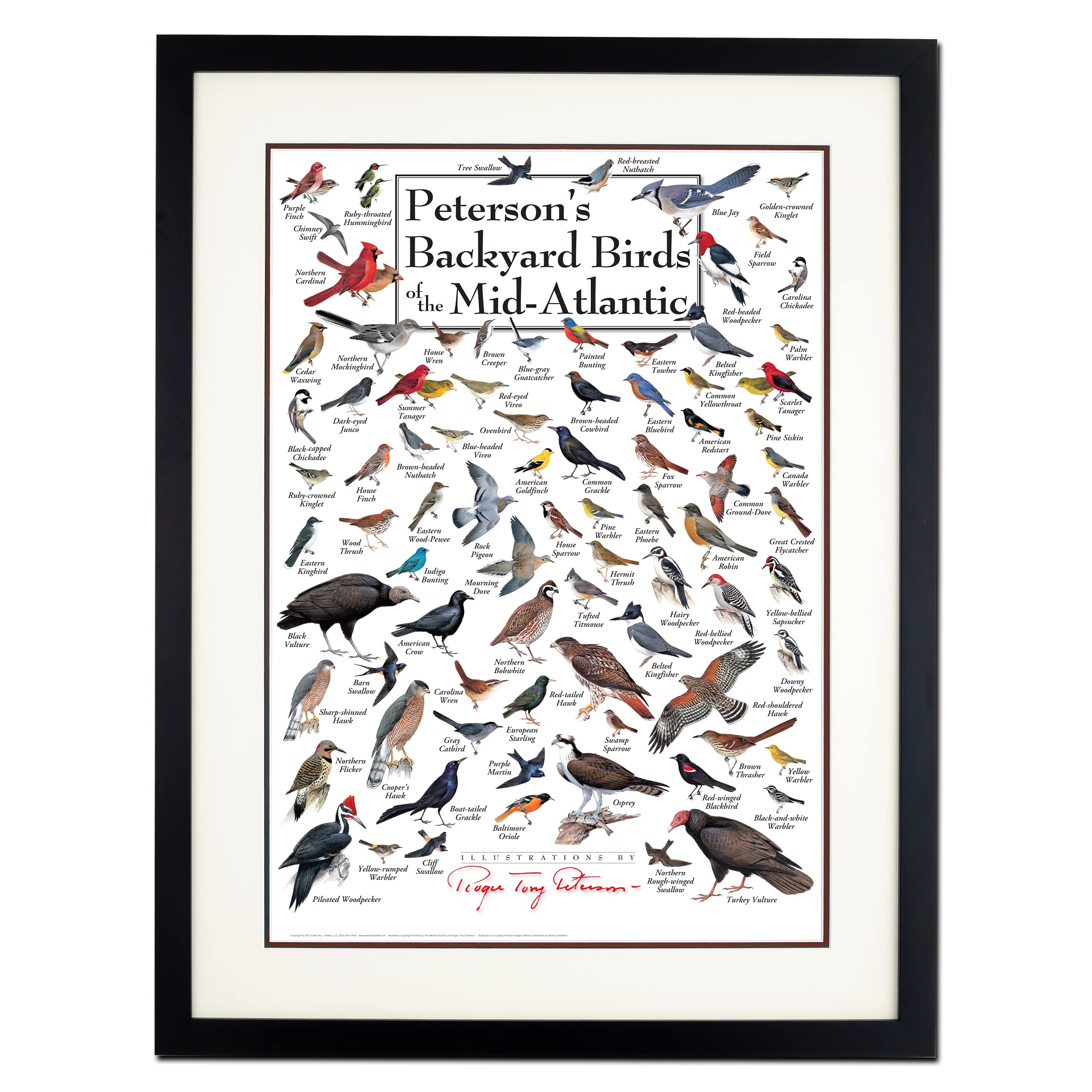 Earth Sky + Water - Petersons Backyard Birds of the Mid-Atlantic - Double-matted Posters with Black Frame