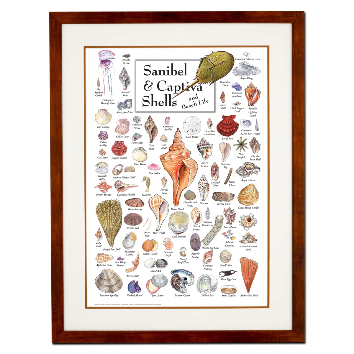 Earth Sky + Water - Sanibel & Captiva Shells & Beach Life - Double-matted Posters with Honey Frame