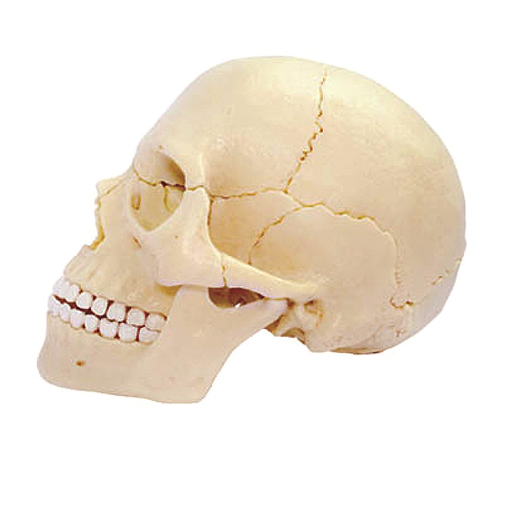 4D Master Human Anatomy Exploded Skull 3D Model/Puzzle – Atharvaimports.com