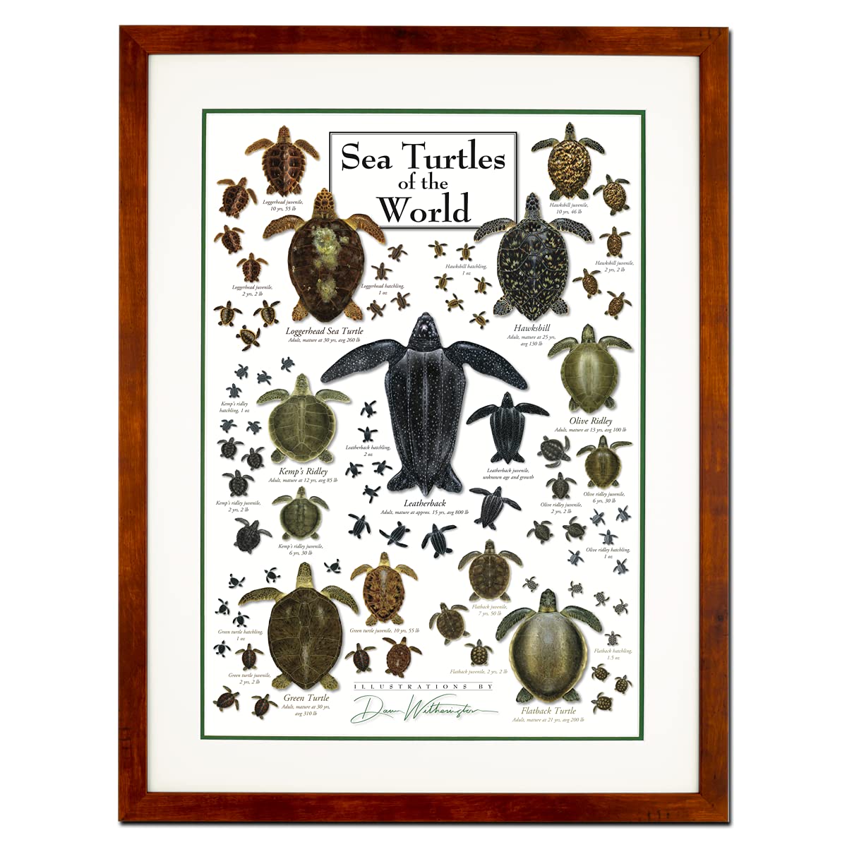 Earth Sky + Water - Sea Turtles of the World - Double-matted Posters with Honey Frame