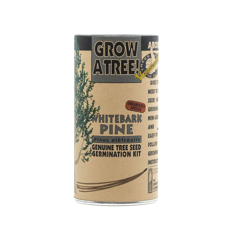 Whitebark Pine - Seed Grow Kit by Jonsteen Company