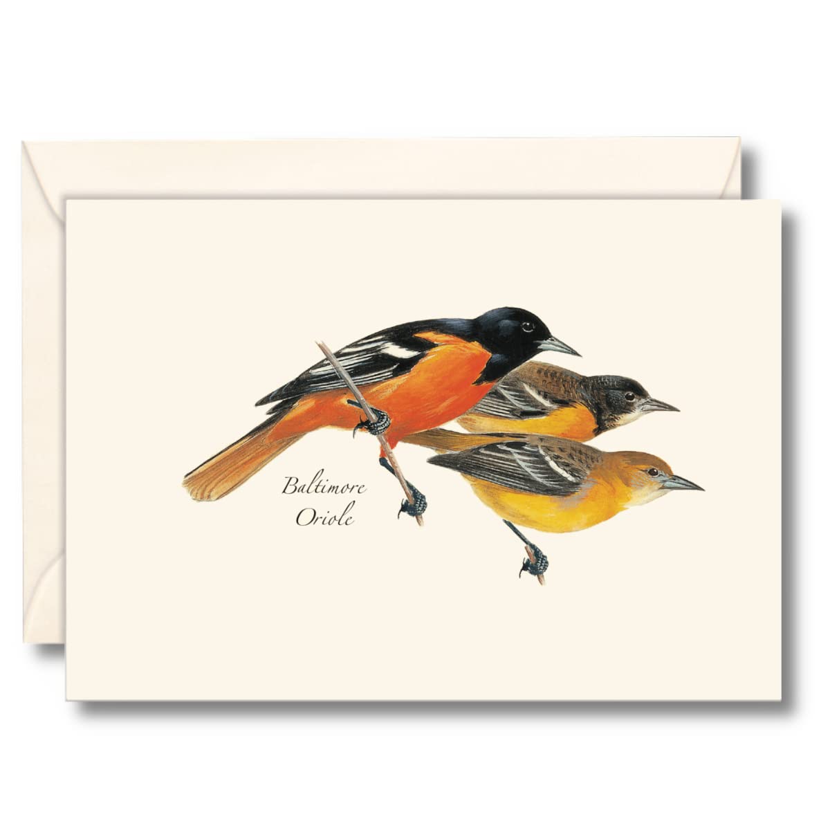 Earth Sky + Water - Baltimore Oriole Notecard Set - 8 Blank Cards with Envelopes