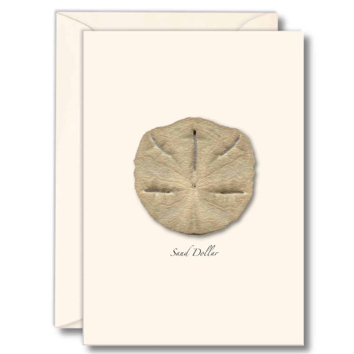 Earth Sky + Water - Sand Dollar Notecard Set - 8 Blank Cards with Envelopes