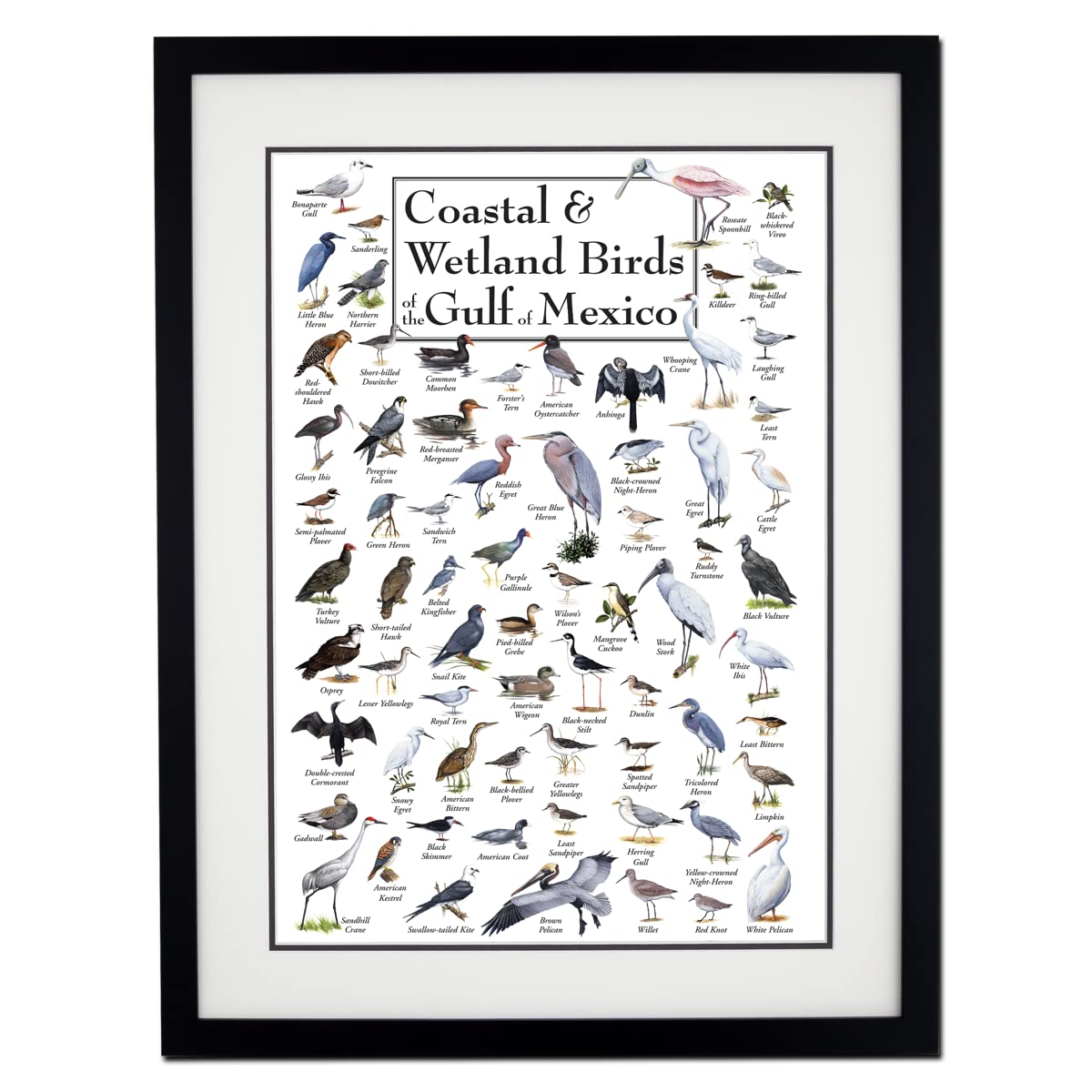 Earth Sky + Water - Coastal & Wetland Birds of the Gulf of Mexico - Double-matted Posters with Black Frame